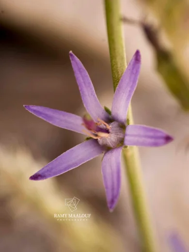 Asyneuma virgatum subsp. virgatum