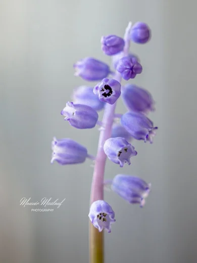 Muscari parviflorum