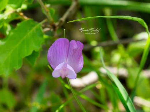 Lathyrus spathulatus