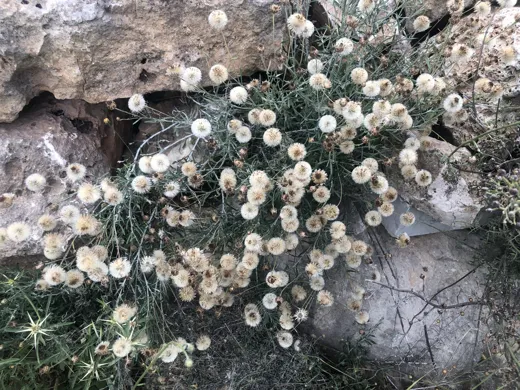صوفان الصُّخور