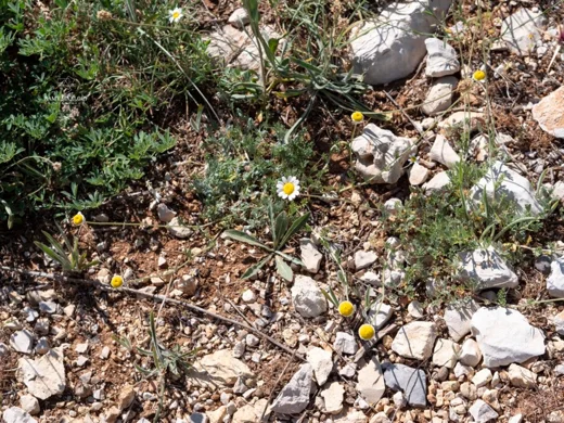 Anthemis cretica subsp. cassia