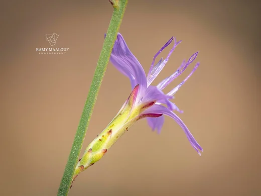 Astartoseris triquetra