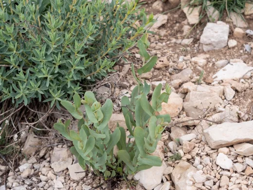 سرنته صغيرة