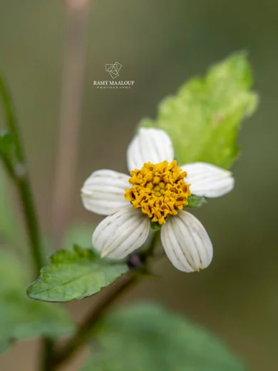 Bidens pilosa