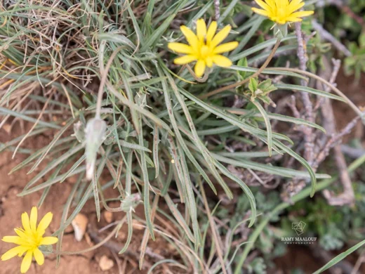 Scorzonera meyeri