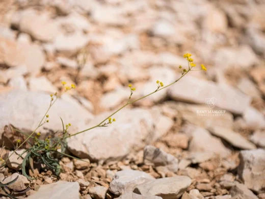 Bupleurum exaltatum
