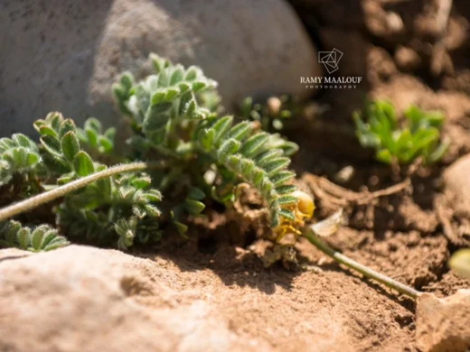 Astragalus lanatus