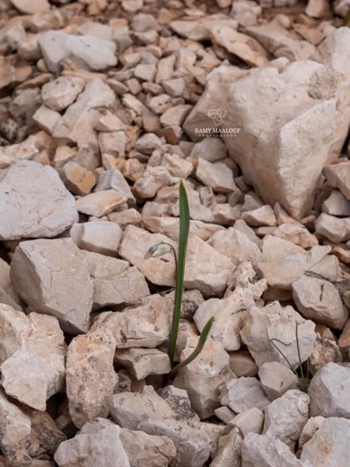 Puschkinia scilloides