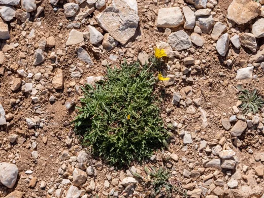 سراغة روبرتية