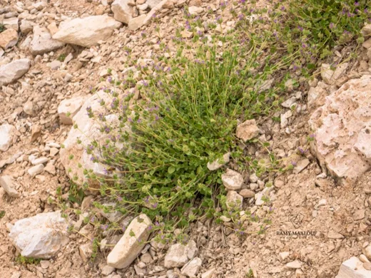 Cyclotrichium origanifolium