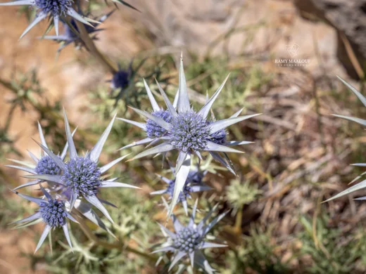 Eryngium heldreichii