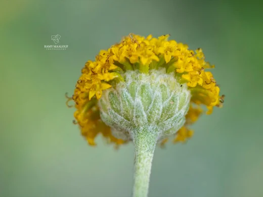 Santolina chamaecyparissus
