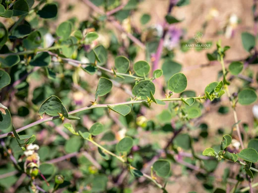 Capparis zoharyi
