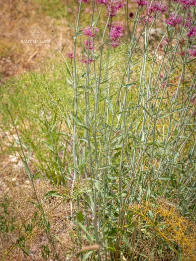 Centranthus longiflorus