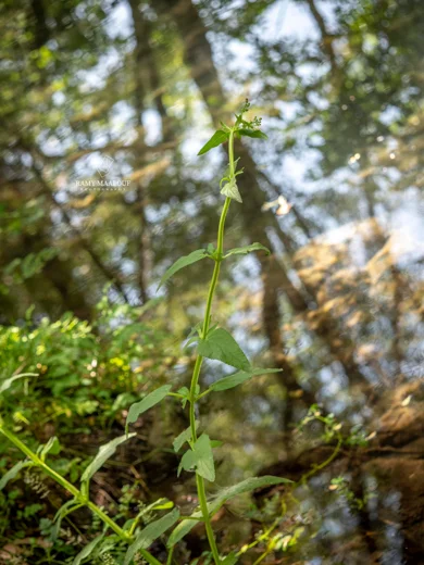 Scrophularia macrophylla