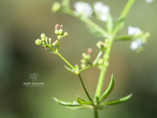 Galium rivale