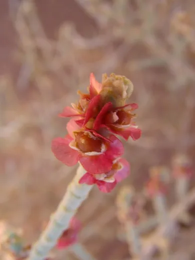 نسب المصنف - غير تجاري 4.0 دولي (CC BY-NC 4.0)- i naturalist.