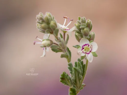 Veronica polifolia