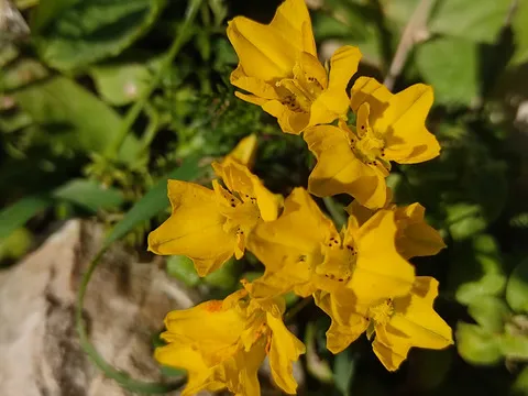 الأزهار، شهر آذار. هذه الصورة مرخصة تحت المشاع الاٍبداعي نسب المصنف - غير تجاري 4.0