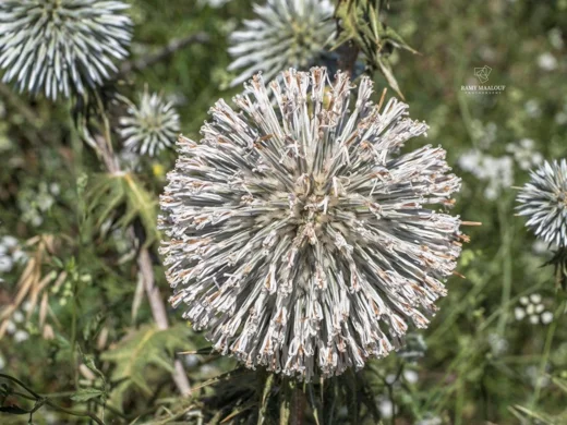 Echinops spinosissimus subsp. bithynicus