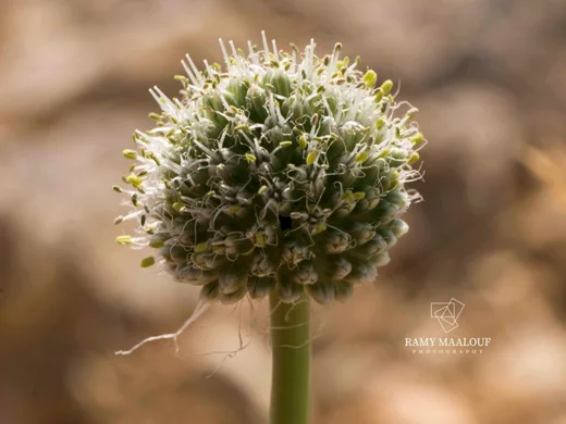 Allium leucanthum