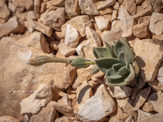 Silene sefidiana