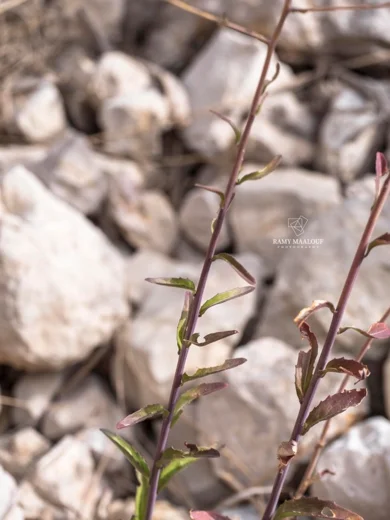 Peltaria angustifolia