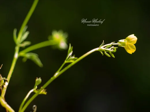 Ranunculus cornutus var. scandicinus