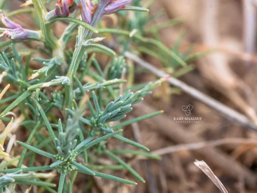 Noaea mucronata subsp. humilis