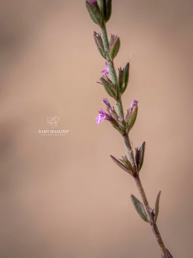 Micromeria cremnophila subsp. amana