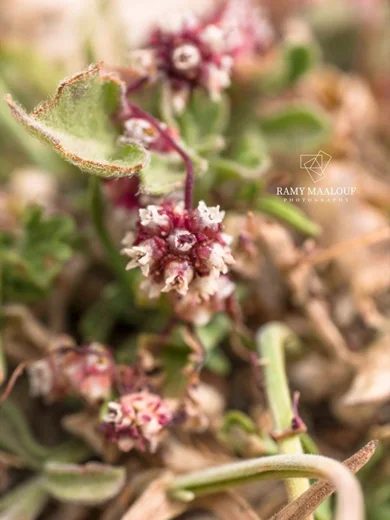 Cuscuta epithymum var. rubella