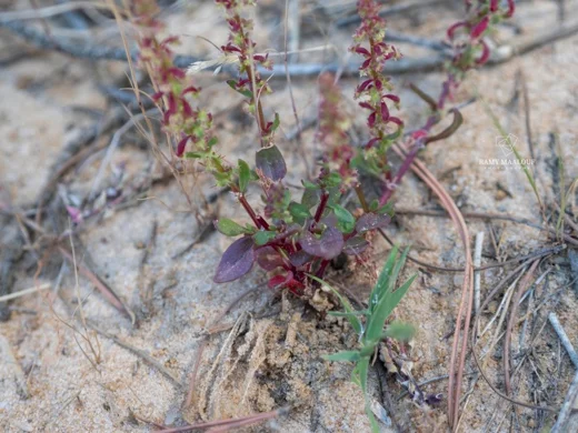 Rumex bucephalophorus