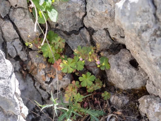 Geranium lucidum