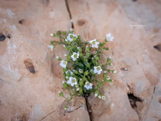 Arenaria deflexa