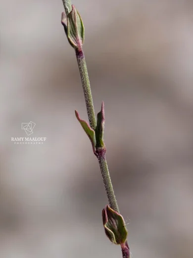 Micromeria juliana