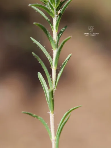 زعتر سبلة