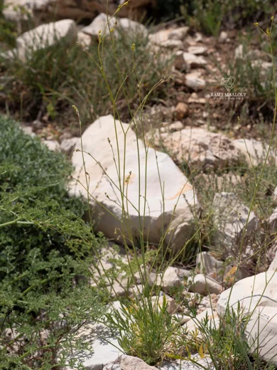 Dichoropetalum depauperatum