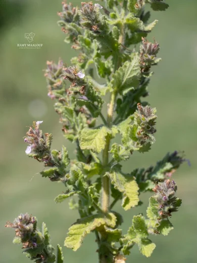 Teucrium scordium subsp. scordioides