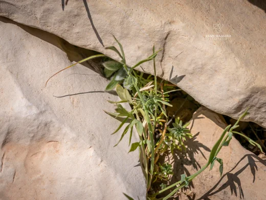 Dichoropetalum depauperatum