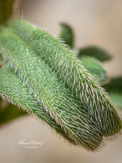 Onosma frutescens