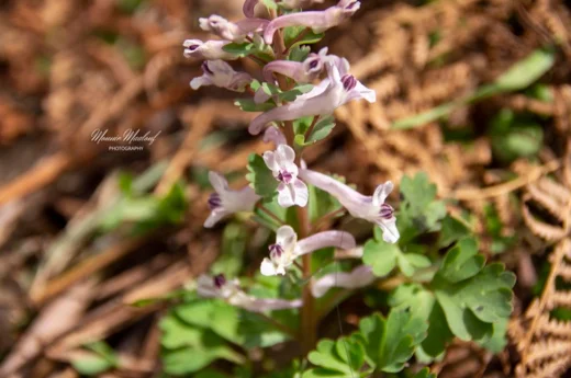 Corydalis triternata