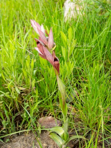 Serapias orientalis subsp. levantina