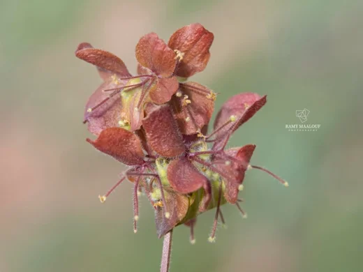 Cruciata taurica subsp. taurica