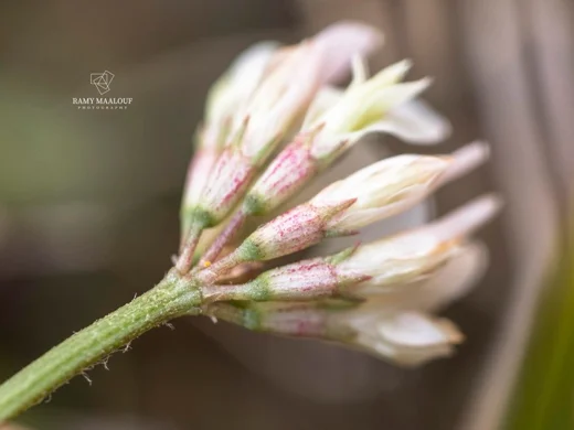 Trifolium repens subsp. macrorrhizum