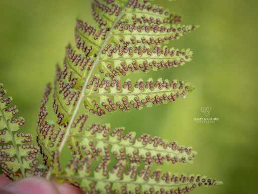 Dryopteris pallida