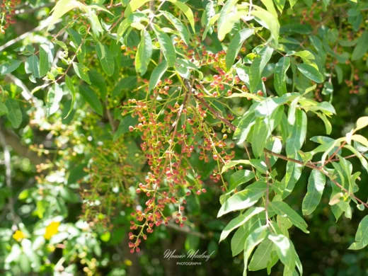 Pistacia terebinthus subsp. palaestina