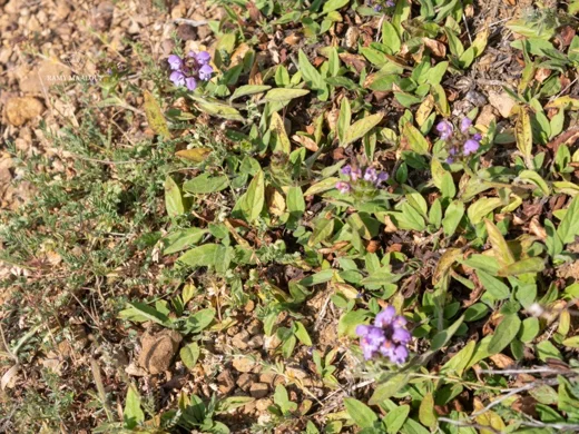 Prunella vulgaris