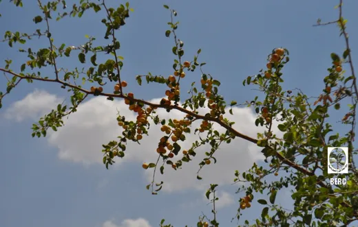 سدر
