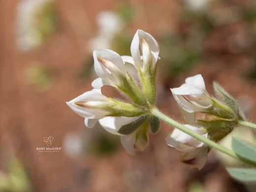 Lotus gebelia subsp. libanoticus
