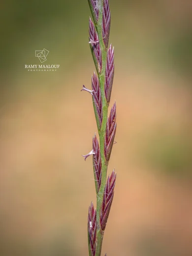 Lolium rigidum